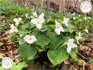 Earth Day Photo Submissions